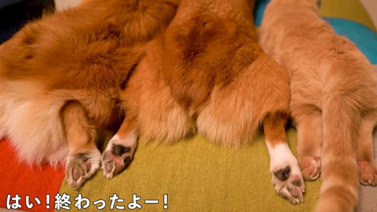 お尻にドライヤーを当てている猫と犬