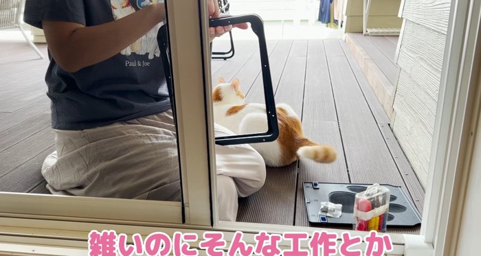 窓の前の人と猫