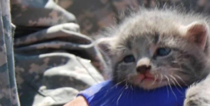 青いシャツの人に抱っこされる子猫