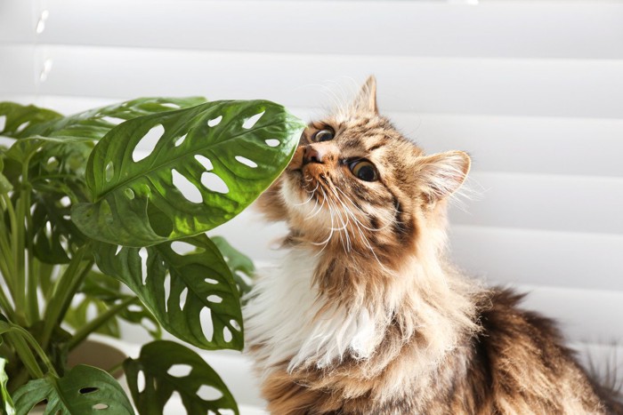 植物を嗅ぐ猫