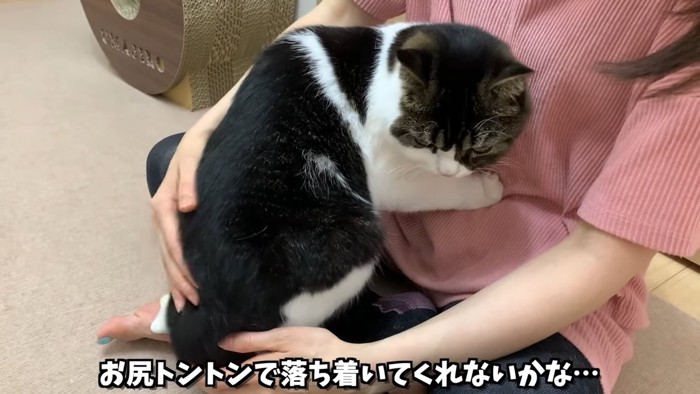 丸くなる猫