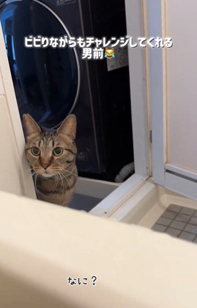 お風呂場を覗き込んでいる猫