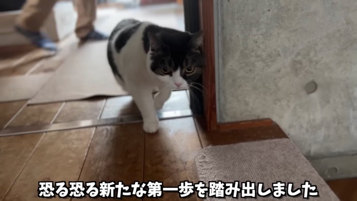 歩いてくる猫