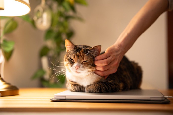 ノートPCの上で香箱座りする猫