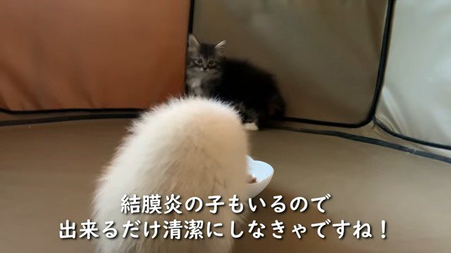 ご飯を食べ続ける保護子猫