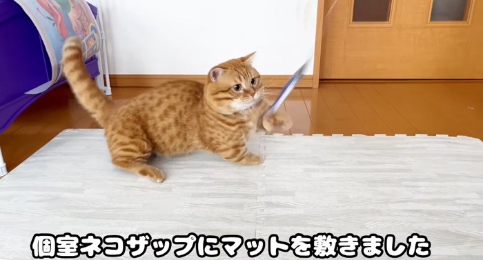 オモチャを掴む猫