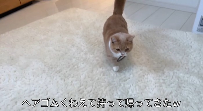 走る猫