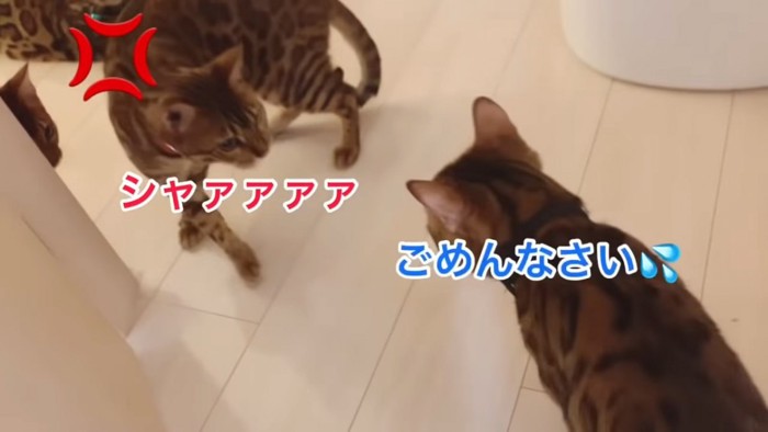 威嚇する猫