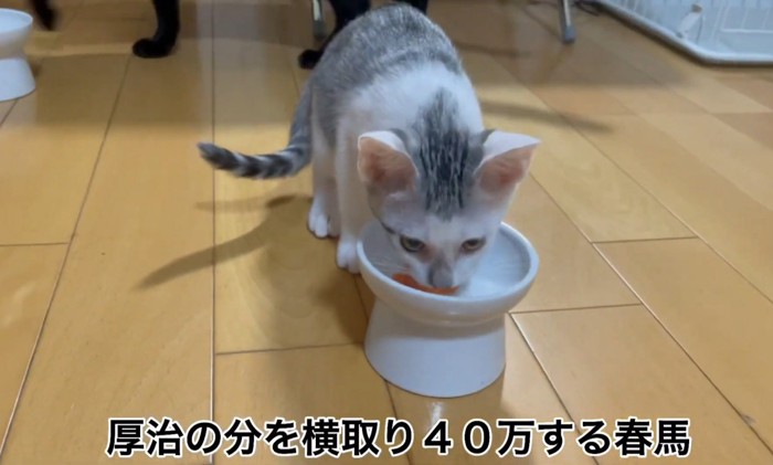 子猫6