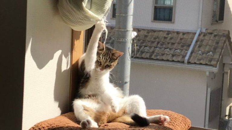 窓際にいる猫