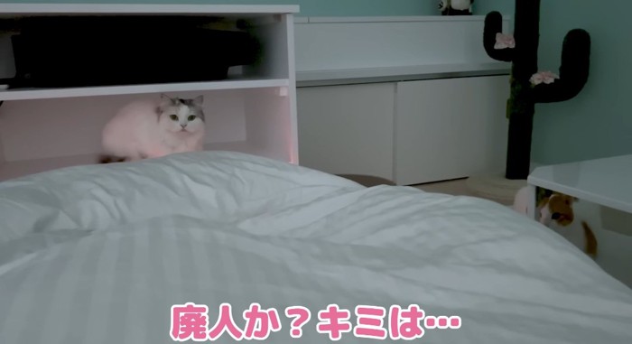 棚の下の猫