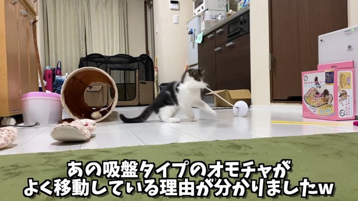 おもちゃをくわえる子猫