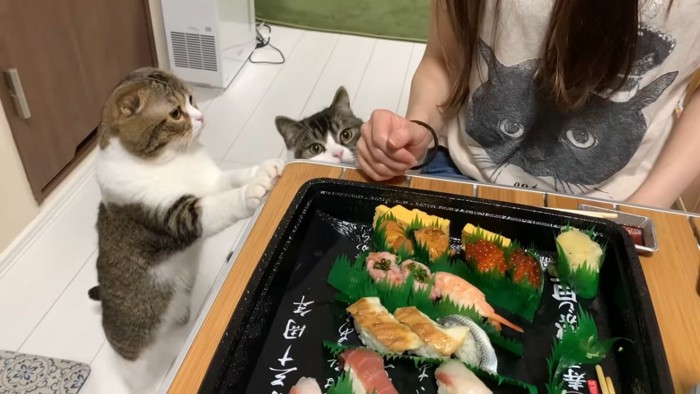 テーブルの上を見ようとする2匹の猫