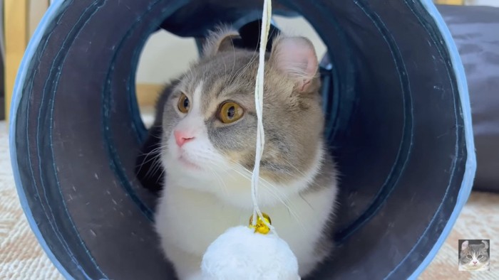 トンネルの中のグレーハチワレ