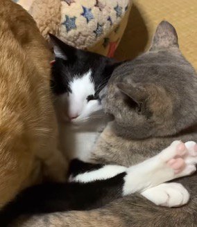 猫用ベッドに入ろうとする茶色い猫を見つめるハチワレ猫