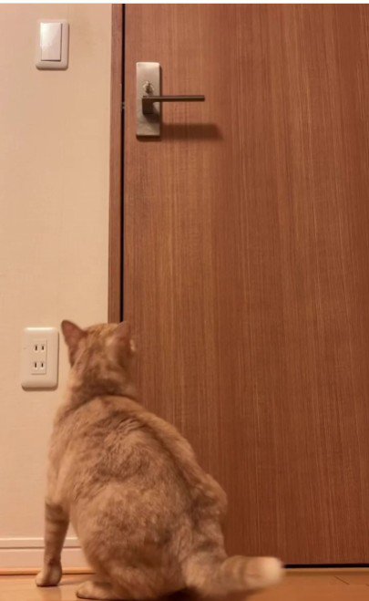 扉の前にいる猫