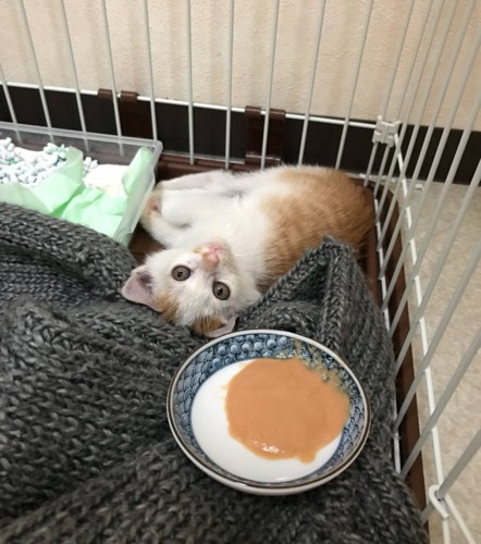 寝転ぶ子猫