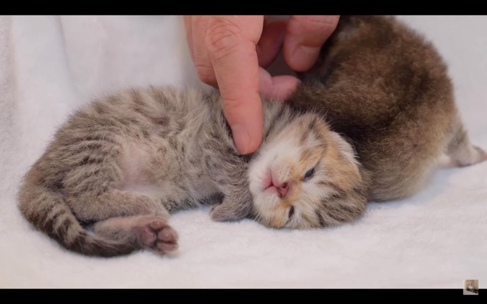 寝ている子猫たち