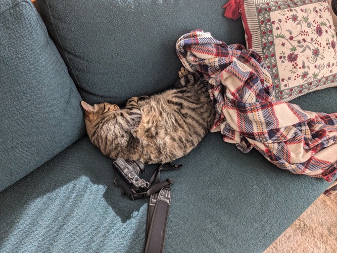 ソファーで寝る猫