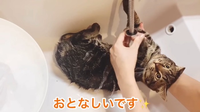 仰向けの猫