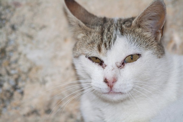 目ヤニがついたイカ耳の猫