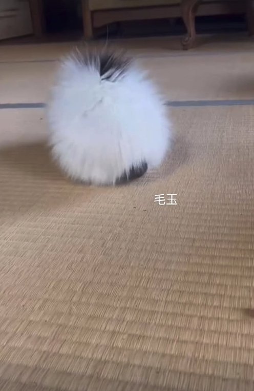 丸くなった子猫の後ろ姿