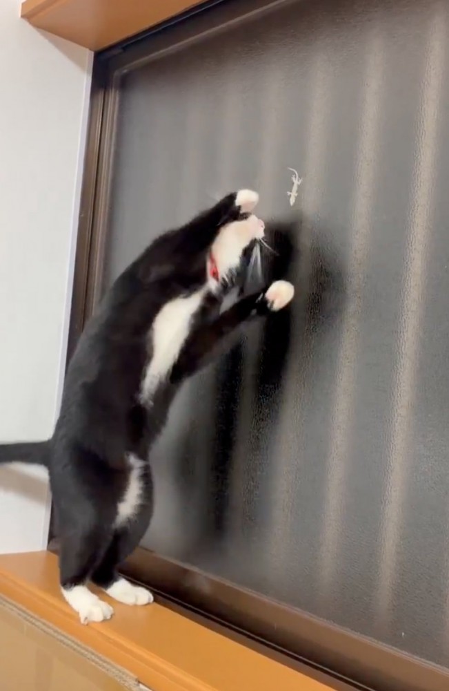 体をのけぞらせる猫