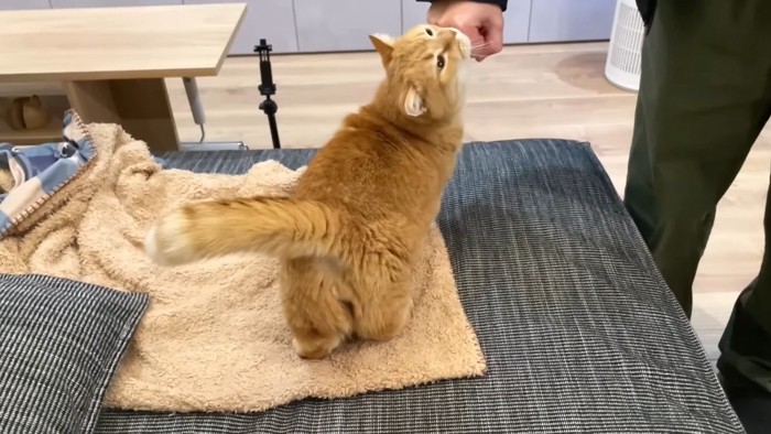 手にスリスリするプリンくん