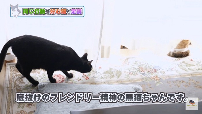 窓辺の黒猫