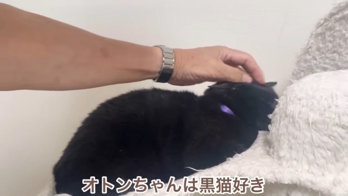 なでられる黒猫