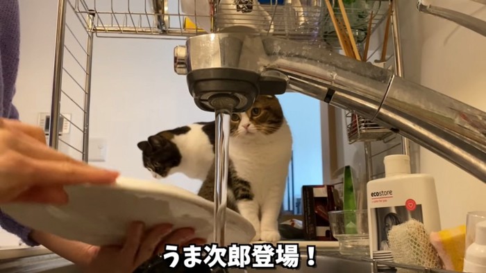 水道の横にいる2匹の猫