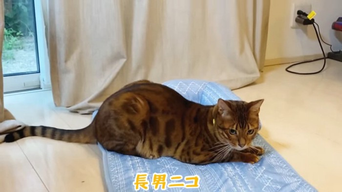 座る猫