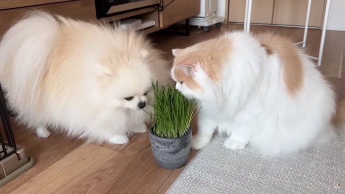 猫草を一緒に食べるレモンとポテチ