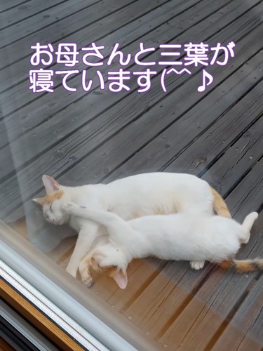 寝ている2匹の猫