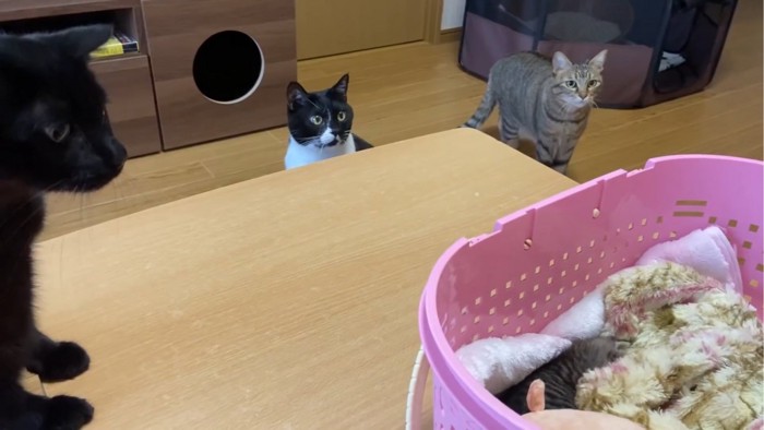 3匹の先住猫たち