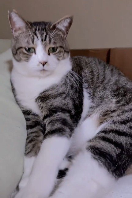 富士雄と呼ばれる猫