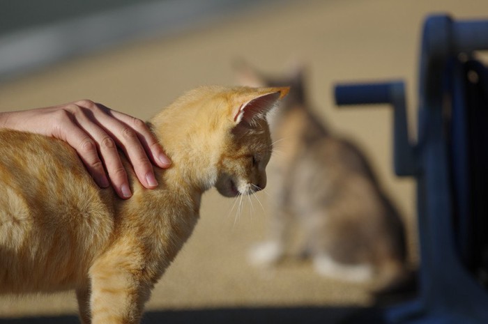 元気がない猫