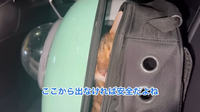 キャリーのすき間から見える猫