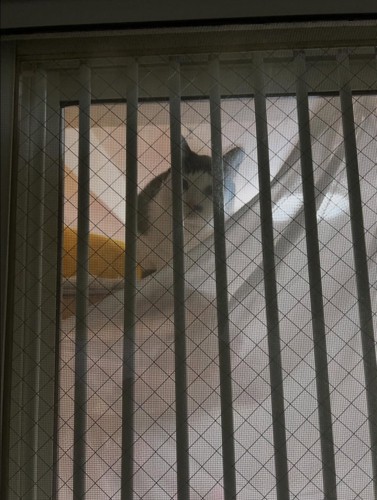 窓の向こうにいる猫