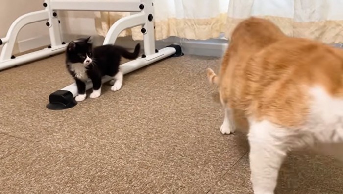 立ち去ろうとする猫とそれを見つめる子猫