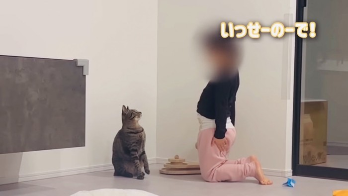 キジトラ猫にお辞儀を教える女の子