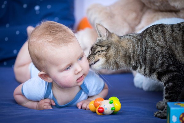 子どもを舐める猫