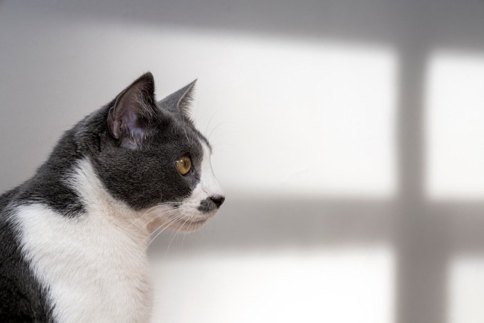 ひげ模様の猫