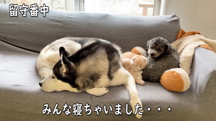 寝ている犬と猫