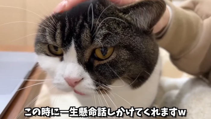 頭をなでられる猫