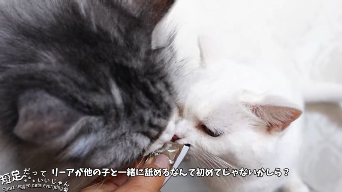 グレーの頭の猫と白猫