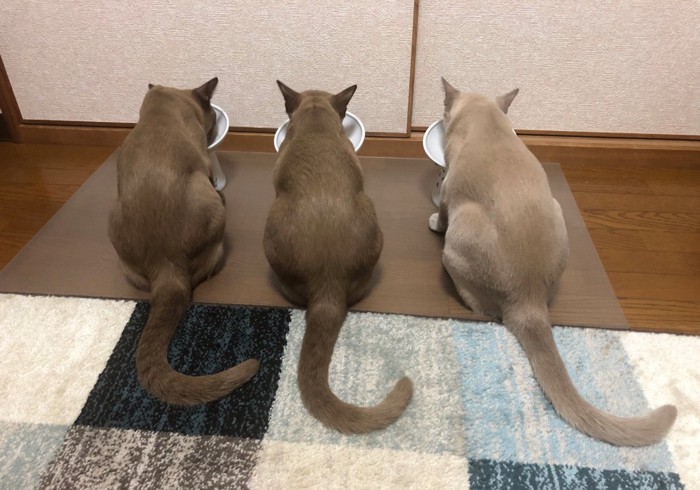 ご飯を食べる3匹の猫