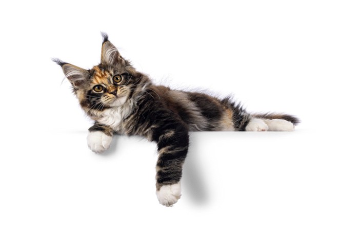 三毛猫の靴下猫