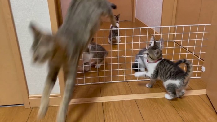 柵を越えて部屋の中に戻る母猫