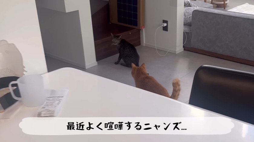 見合う2匹の猫